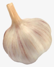 Garlic Free Png Image Download - Garlic Image Downloaded, Transparent Png, Transparent PNG