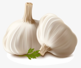 Garlic Vector, HD Png Download, Transparent PNG