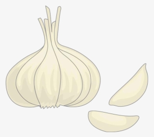 Clip Art Drawing Onion Material Transprent - Garlic, HD Png Download, Transparent PNG