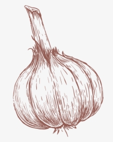 Garlic Drawing , Png Download - Drawn Garlic, Transparent Png, Transparent PNG