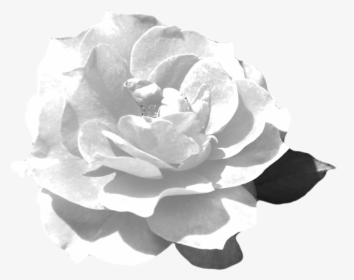 This Is The Rose Flower Png Guitar Silhouette Png - Echeveria, Transparent Png, Transparent PNG
