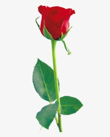 Download Single Red Rose Png File - Rose Flower, Transparent Png, Transparent PNG