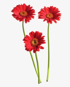 Gerbera Flower Png High-quality Image - Gerbera Flower Png, Transparent Png, Transparent PNG