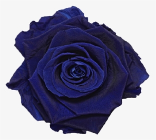 Single Rose Marble Box   Class Lazyload Lazyload Fade - Royal Blue Single Rose Png, Transparent Png, Transparent PNG