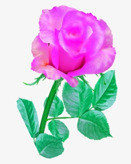 Pink Single Rose, Rose, Pink, Flower, Romance, Blossom - Rose Pink Single Flower, HD Png Download, Transparent PNG