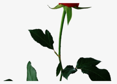 Transparent Single Rose Png - Rose With Transparent Background, Png Download, Transparent PNG