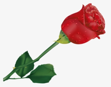 Transparent Single Rose Clipart - Beautiful Single Rose Flower, HD Png Download, Transparent PNG