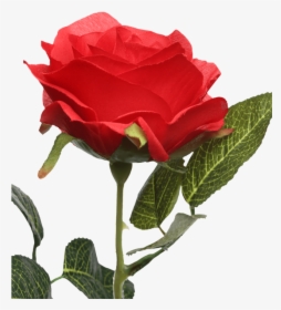 Single Rose Stem Red - Floribunda, HD Png Download, Transparent PNG