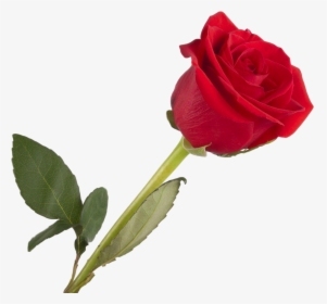 Rosa “single Rose” - Love Good Afternoon Message, HD Png Download, Transparent PNG