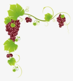 Common Grape Vine Wine Juice Muscadine Grape - Grapes Design, HD Png Download, Transparent PNG