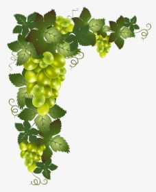 Transparent Element Png Picture - Grape Vine Transparent Background, Png Download, Transparent PNG