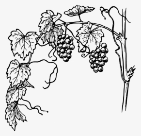 Transparent Grape Vines Png, Png Download, Transparent PNG