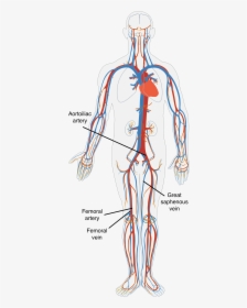 A Diagram Of The Human Circulatory System - Blood Flow And Gas Exchange, HD Png Download, Transparent PNG