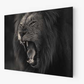 Transparent Lion Head Roar Png - Cat Yawns, Png Download, Transparent PNG