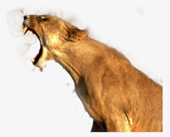 Transparent Lion Png - Roaring Lion Transparent, Png Download, Transparent PNG
