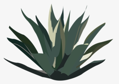 Maguey, Desert, Plant, Tequila, Agave, Mexico, Nature - Agave De Maguey Png, Transparent Png, Transparent PNG