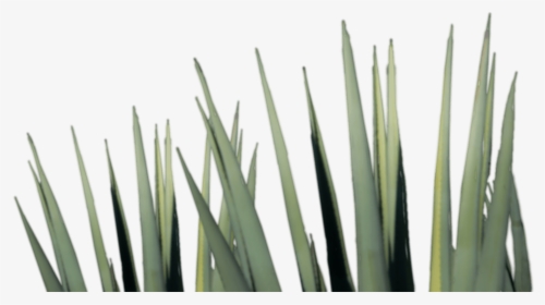 Agave Tequila Png , Png Download - Tequila Agave Png, Transparent Png, Transparent PNG