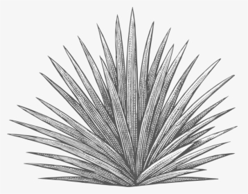 Agave Plant Black And White, HD Png Download, Transparent PNG