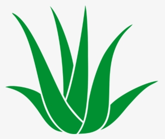 Good Medical Balance Center Chemnitz In Chemnitz With - Agave Azul, HD Png Download, Transparent PNG