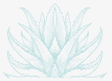 Chialoevera-plant - Illustration, HD Png Download, Transparent PNG