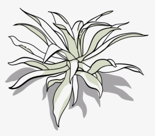 Tepeztate Drawing-01 - Floral Design, HD Png Download, Transparent PNG