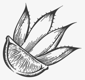 Otravez Lime-agave - Illustration, HD Png Download, Transparent PNG