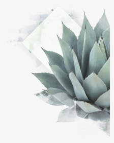Aloe Drawing Maguey Plant - Blue Agave Plant Png, Transparent Png, Transparent PNG