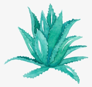 Aloe Vera Leaf Agave Watercolor Painting Succulent - Aloe Vera Watercolor Png, Transparent Png, Transparent PNG