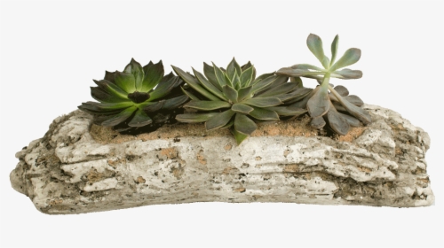 Transparent Driftwood Png - Succulents In Driftwood, Png Download, Transparent PNG