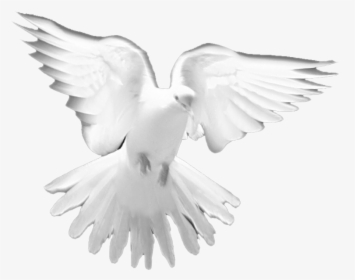 Holy Spirit Dove Png - Holy Spirit White Doves, Transparent Png, Transparent PNG