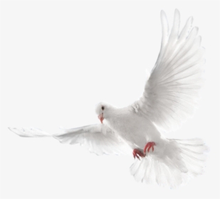 #mq #white #dove #bird #birds #animal #animals - Two Doves, HD Png Download, Transparent PNG
