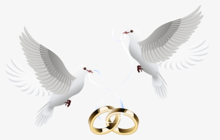 Doves Clipart Wedding Invitation - Wedding Doves With Rings Png, Transparent Png, Transparent PNG