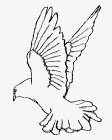 Turtle Dove Clipart Transparent Background - White Dove Drawing Png, Png Download, Transparent PNG