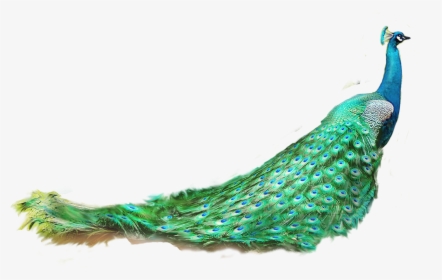 Asiatic Peafowl Feather - Peacock Png, Transparent Png, Transparent PNG
