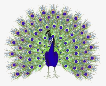 Peafowl Euclidean Vector - Peacock Png, Transparent Png, Transparent PNG