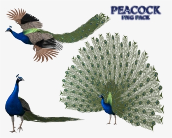 Peacock Free Png Image - Peacock 3d Png, Transparent Png, Transparent PNG
