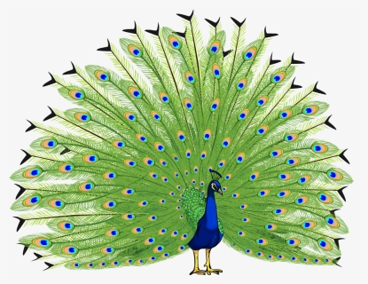 Proud As A Peacock - Peacock Png Hd, Transparent Png, Transparent PNG