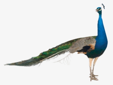 Peacock Png Transparent Images - Peacock For Sale California, Png Download, Transparent PNG
