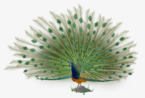 Indian Peacock Images Png, Transparent Png, Transparent PNG