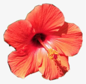 #tropical #flower #pretty #orange #floral #red  #sctropical - Orange Tropical Flower Png Transparent, Png Download, Transparent PNG