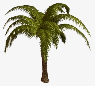 Palm Tree Top View - Palmier Png, Transparent Png, Transparent PNG