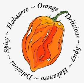 Transparent Hot Pepper Clipart - Pumpkin, HD Png Download, Transparent PNG