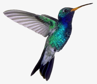 Hummingbird PNG Images, Transparent Hummingbird Image Download - PNGitem