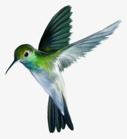Hummingbird Art Png Picture - Birds Nest Images With Names, Transparent Png, Transparent PNG