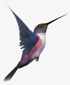 Hummingbird Png - Birds Png Images Free Download, Transparent Png, Transparent PNG