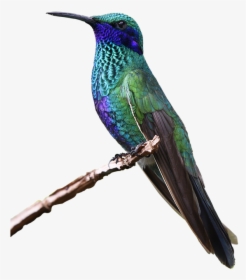 Hummingbird Png Hd - Colorful Flying Birds Png, Transparent Png, Transparent PNG