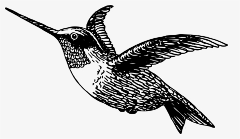 Black-chinned Hummingbird Drawing Black And White Free - Hummingbird Clip Art Black And White, HD Png Download, Transparent PNG