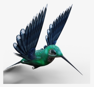 Hummingbird, Birds, Bill, Feather, Fly, Foraging - Hummingbird, HD Png Download, Transparent PNG