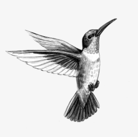 Hummingbird Tattoo Artist Black And Gray - Hummingbird Tattoo Bird Black And Grey Drawings, HD Png Download, Transparent PNG