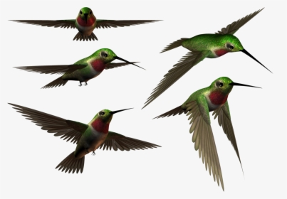 Habitat Drawing Hummingbird, HD Png Download, Transparent PNG
